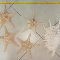 Stelle marine