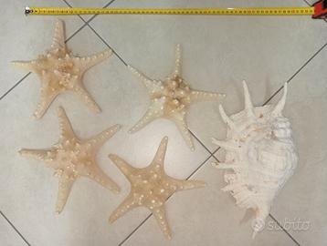 Stelle marine