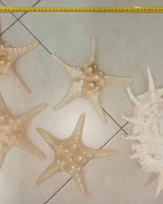 Stelle marine