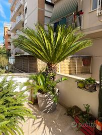 Cycas 36 anni
