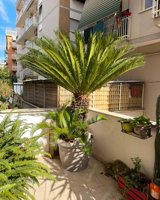 Cycas 36 anni