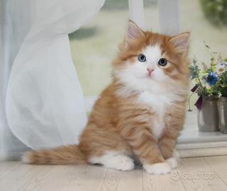 Cuccioli di siberiano allevamento certificato