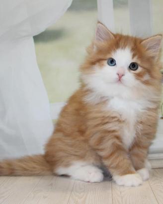 Cuccioli di siberiano allevamento certificato