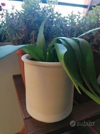 pianta Epiphyllum con Vaso di terracotta 