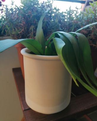 pianta Epiphyllum con Vaso di terracotta 
