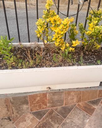11 Vasi da giardino (con piante se desiderate)