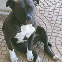 American bully femmina x monta