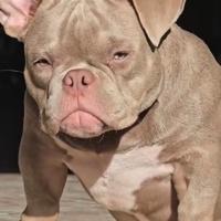 American Bully Micro Exotic Femmina