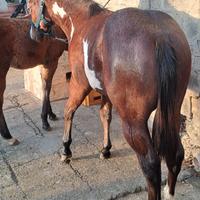 Cavallo puledro paint horse