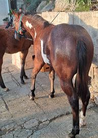 Cavallo puledro paint horse