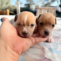 Cuccioli Jack Russel