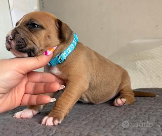 American Pitbull Terrier