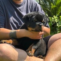 Cucciolo di Rotweiller