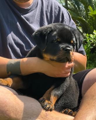 Cucciolo di Rotweiller