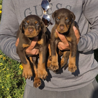 Disponibili cuccioli dobermann