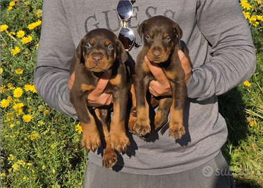 Disponibili cuccioli dobermann