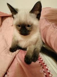Cuccioli siamesi