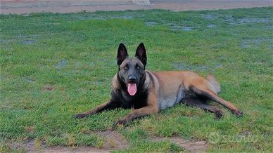 Pastori belga Malinois