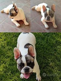 Bulldog Francese cucciola