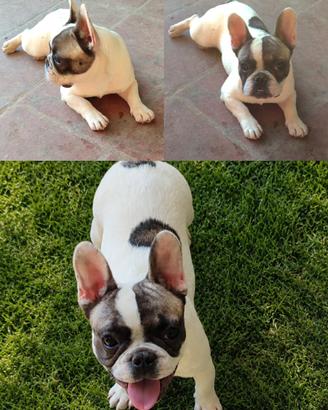 Bulldog Francese cucciola