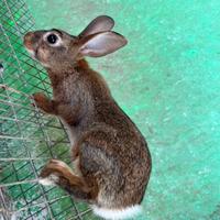 Mini lepri / conigli