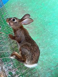 Mini lepri / conigli