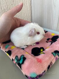 Porcellino d'india (Cavia)