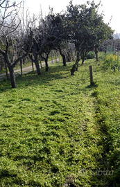 Terreno con deposito/casetta catastato