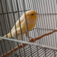 Canarine migliorate york portatrici di bianco