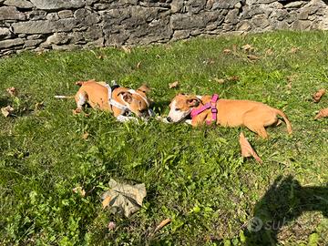 Ultime 2 Cucciole pitbull