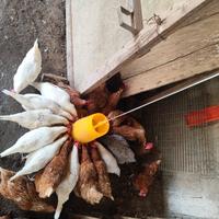 Galline