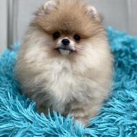 Spitz Nano POMERANIA Sabbia