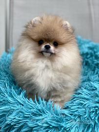 Spitz Nano POMERANIA Sabbia