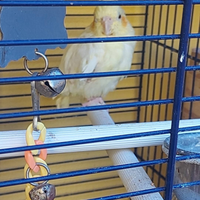 Coppia di.pappagalli