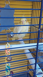 Coppia di.pappagalli