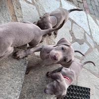 Weimaraner