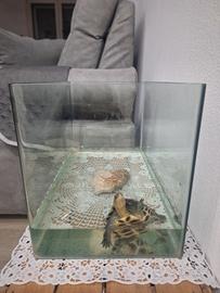 Tartaruga di di acqua dolce