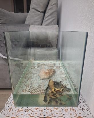 Tartaruga di di acqua dolce
