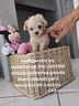 maltipoo-mini-toy-maltese-barboncino