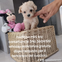 Maltipoo mini toy maltese barboncino