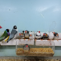 Esotici gould passeri Giappone tortore diamantine