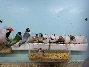 Esotici gould passeri Giappone tortore diamantine