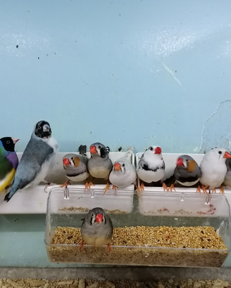 Esotici gould passeri Giappone tortore diamantine