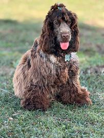 Splendidi cuccioli di cocker spaniel inglese