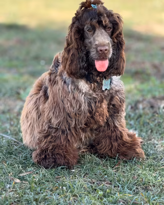 Splendidi cuccioli di cocker spaniel inglese
