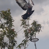 Piccioni addestrati cimbelli volantini attrezzatur