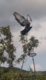 Piccioni addestrati cimbelli volantini attrezzatur