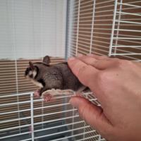 Coppia di petauri dello zucchero