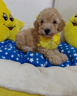 Cucciolo barboncino