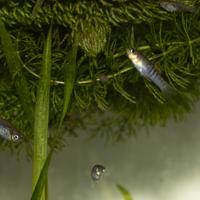 Pesci tropicali poecilidi Limia tridens